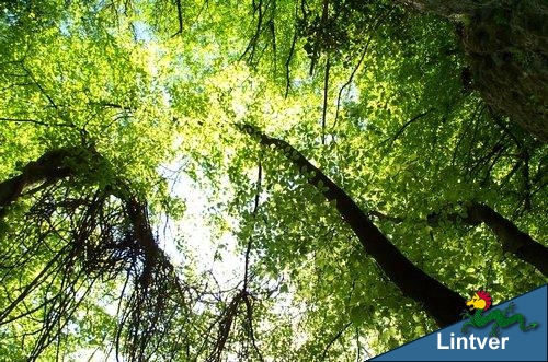 Alberi sul Natisone