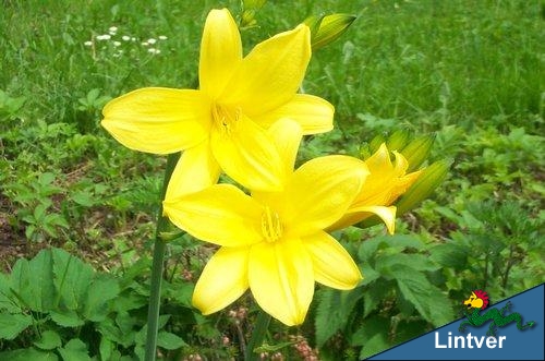 Hemerocallis