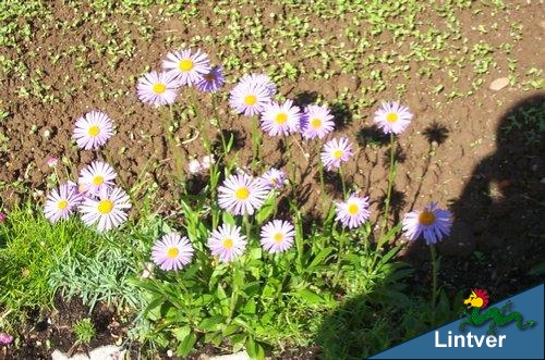 Erigeron