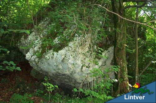 Piante sul Natisone