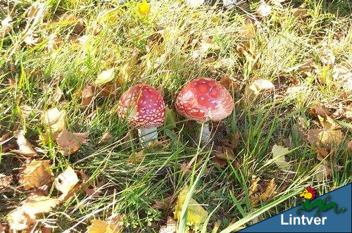 Amanita muscaria