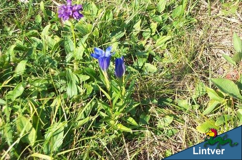 Genziana Kochiana e Orchis