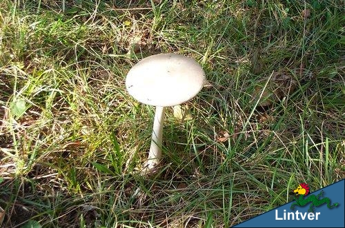 Amanita vaginata