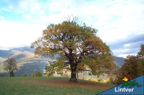 Castagno in veste autunnale