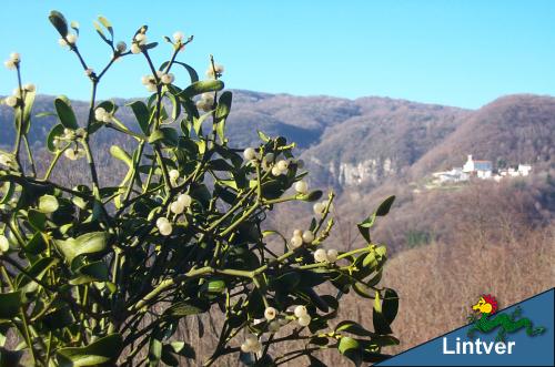 LINTVER želeje usian no Srečno Novò Lieto