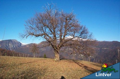 castagno in tenuta invernale