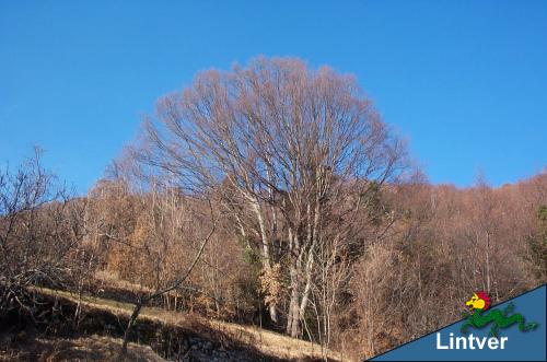 Enorme esemplare di Carpino Bianco a Mersino Basso