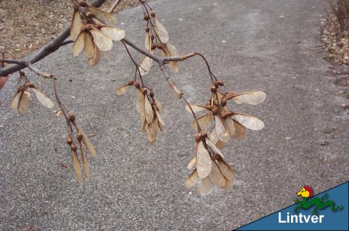 Caratteristici semi ad angolo di acero di monte