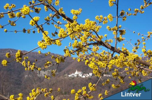 Corniolo in fiore a fine febbraio