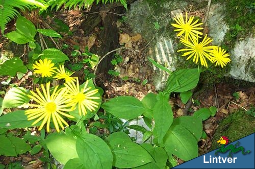 Un fiore caratteristico - Erigeron annuus