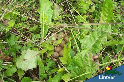 Il nido ben camuffato in mezzo all'erba