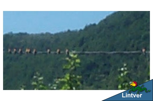 Una decina di gruccioni si posano sul filo elettrico