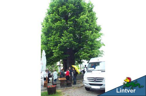 Il tiglio di Gubec, antico albero piantato davanti alla chiesa di S. Giorgio a Gornja Stubica